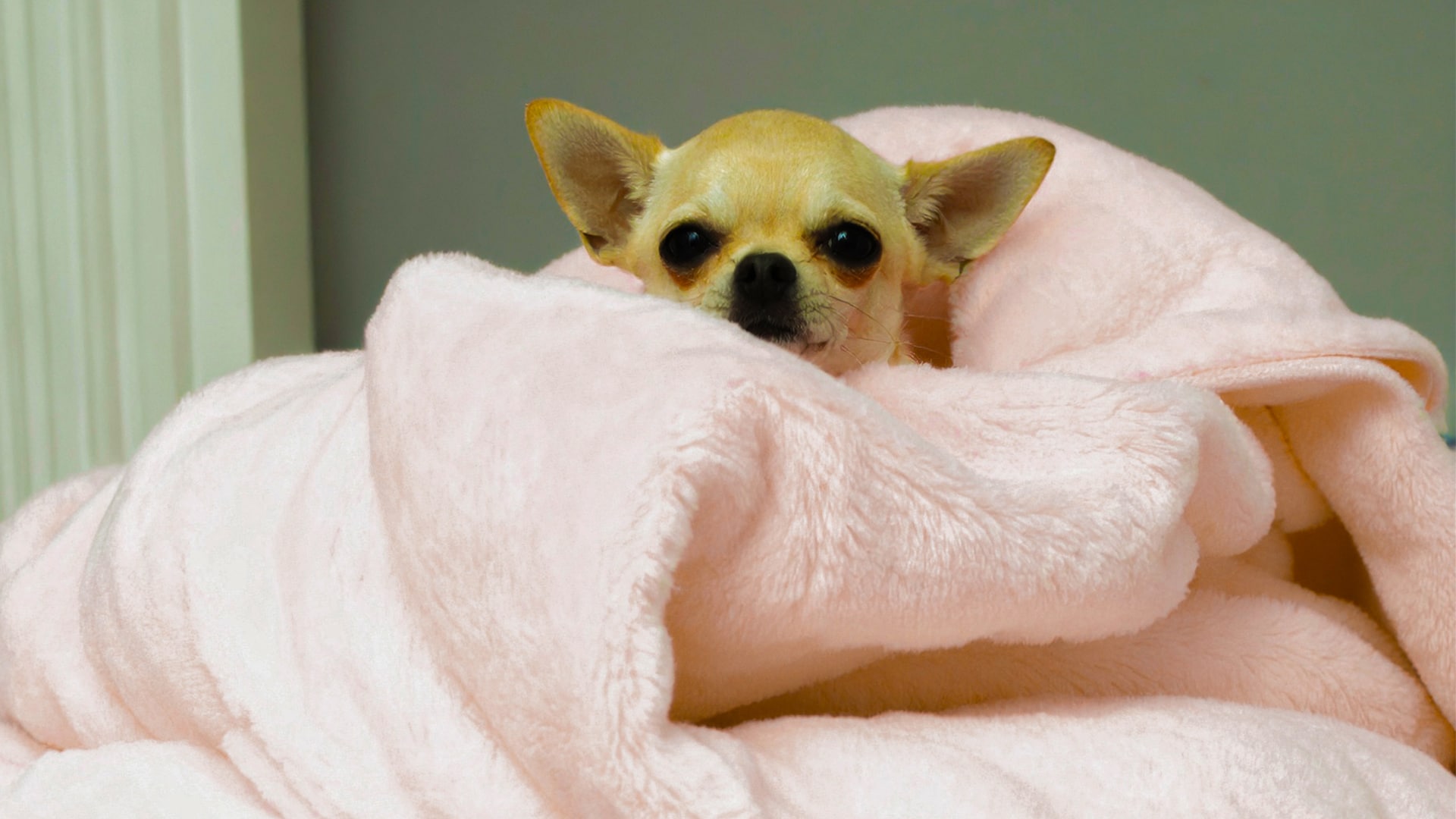 THE BLANKET: there can be only one